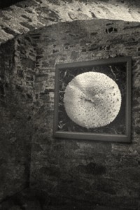 Tawny Mill: Gallery