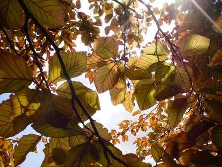 Beech Tree in Boughton Monchelsea