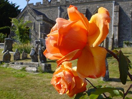 Bright rose in Boughton Monchelsea churchyard