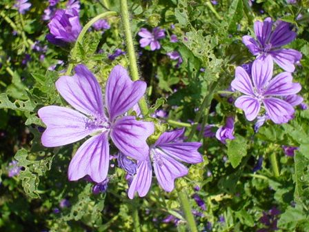 Purple Campion Flowers in Teston