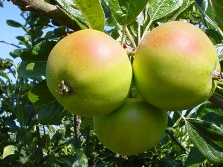 Kentish apples in Hunton