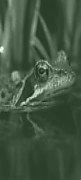 garden frog