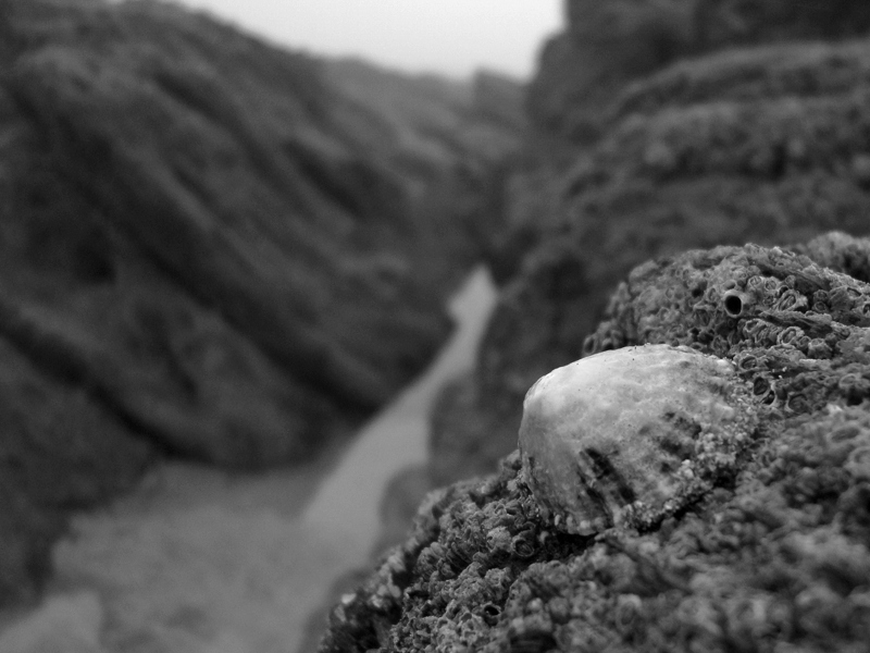 Ancient life in The Pinnacles, East Looe.