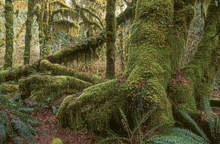 How the ancient forests of Britain may have looked.