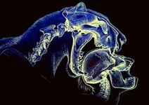 Sabre Tooth Tiger eats ancient man!