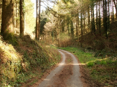 The Winsor Woods near Causeland, Cornwall.