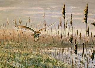 A barn owl hunts among the reed beds.