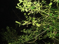 Blackentrack Holly Bushes.