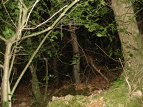 Staring into the Blackentrack Woods.