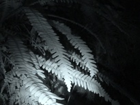 Blackentrack ferns in nite-vision.