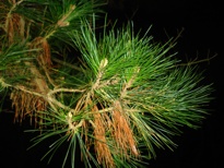 Spiky pine needles.