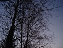 Bare branches in the Blackentrack Woods.