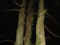 Huge tree trunks, Blackentrack Woods.