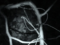 Twisted branches in the Blackentrack Woods.