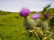 A thistle. I had to squeeze one in somewhere.